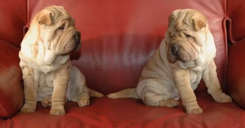 Shar Pei