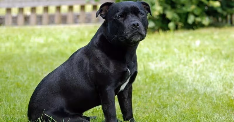 Chien Staffie