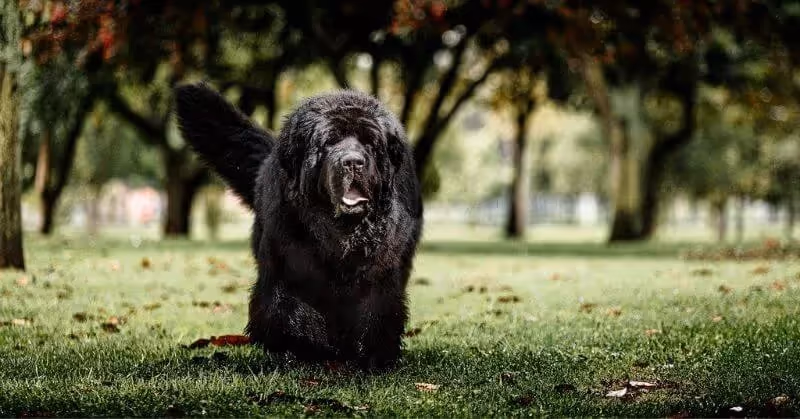 Chien Terre Neuve