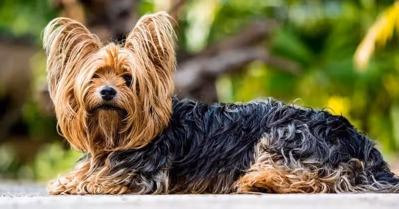 Chien Yorkshire Terrier