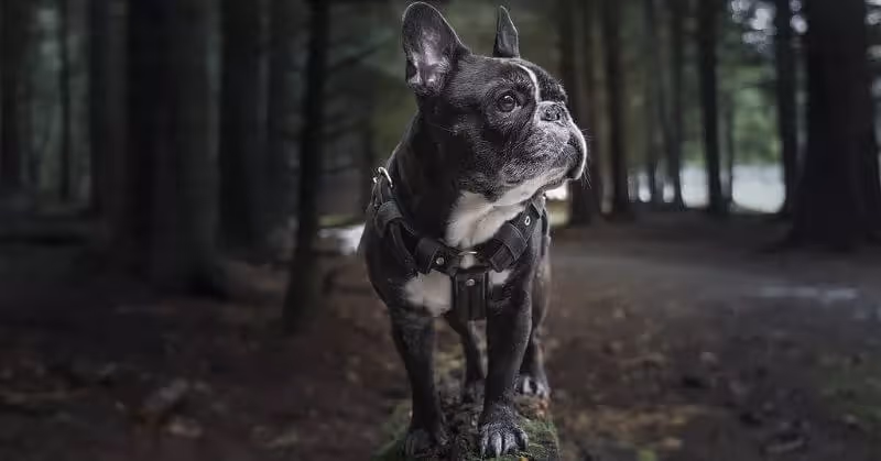 Chien molosse Bouledogue français