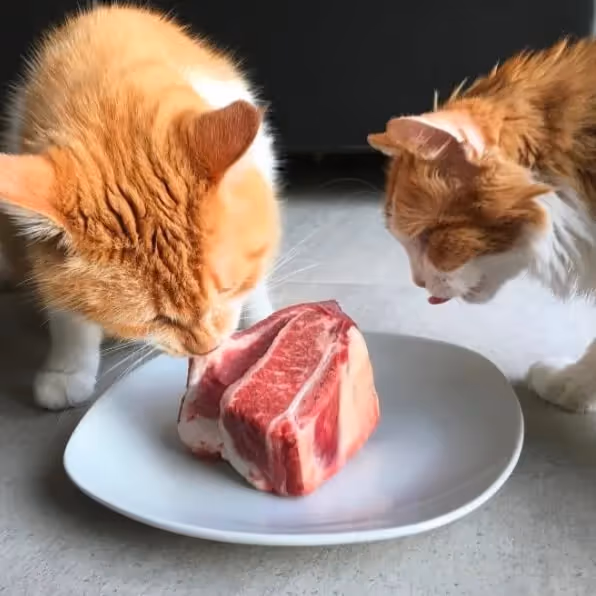 Proteine dans l'alimentation du chat 
