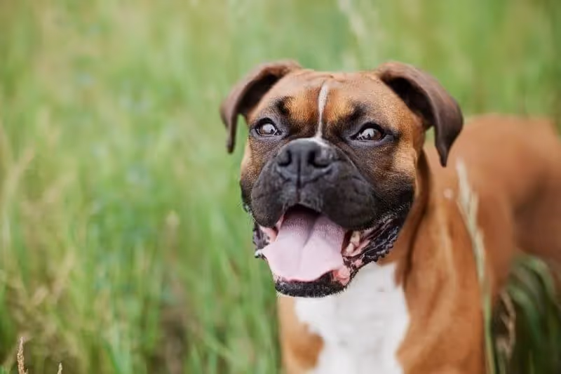Comment soigner les problèmes de peau chez le chien ?