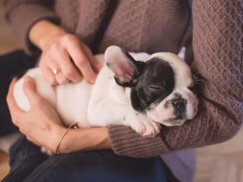 Chien à la digestion sensible
