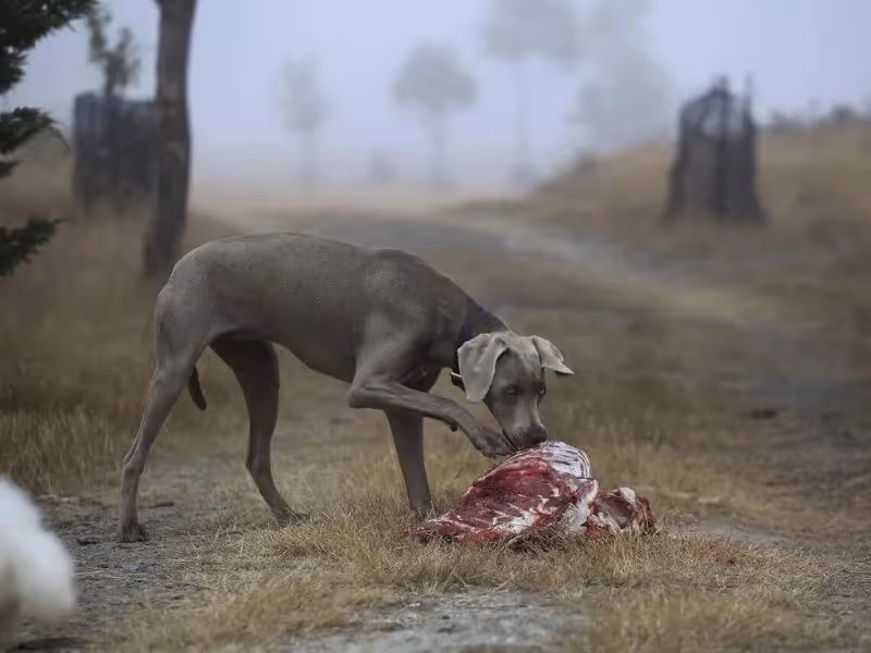 Les croquettes vegan pour chien sont-elles dangereuse ?