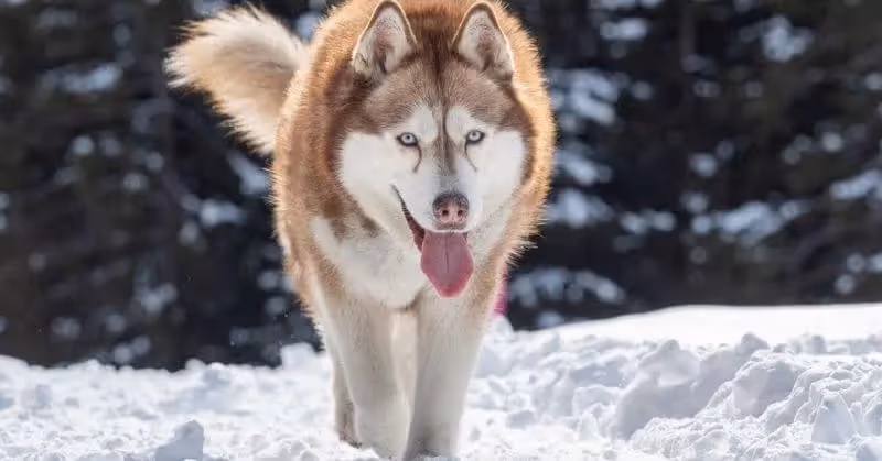 Husky sibérien