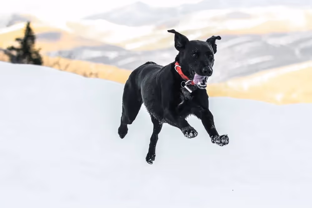 courir avec son chien 