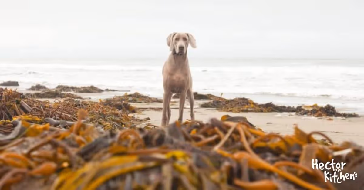 Algues pour chien : un superaliment naturel pour une santé optimale