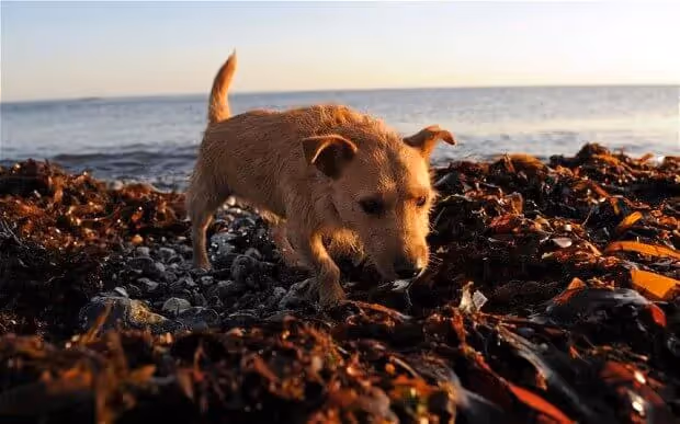 chien-algues