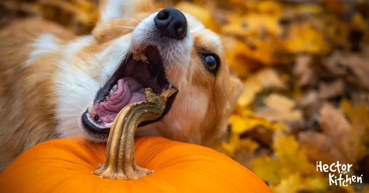 Lutter contre le pica chez les chiens : Diagnostic et gestion