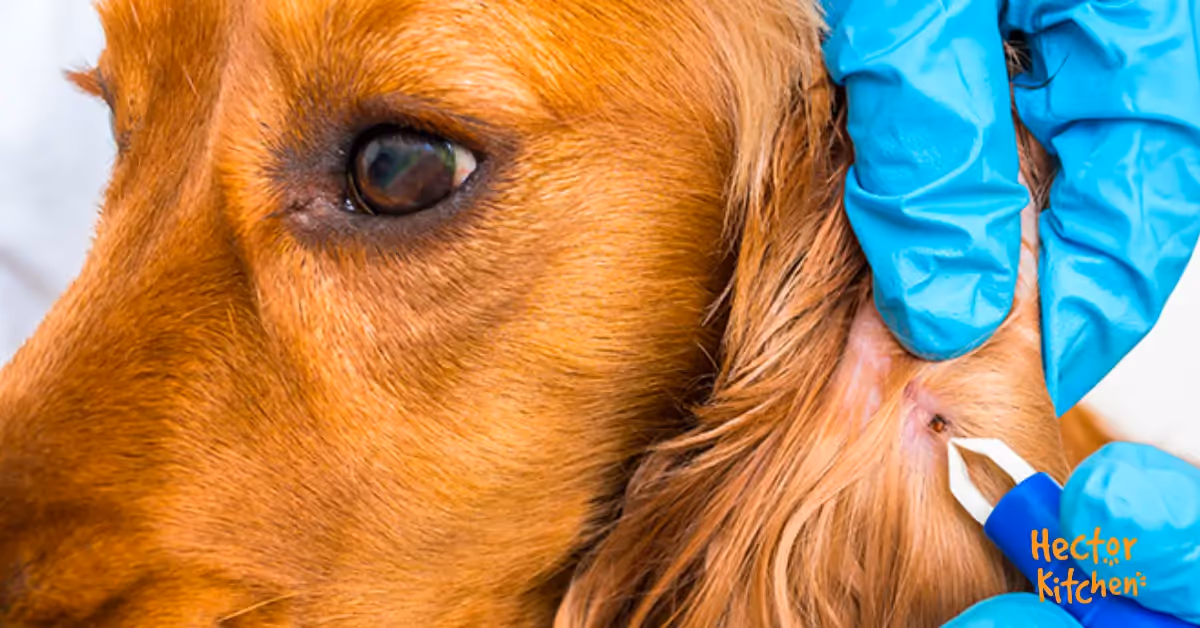 Tiques chez le chien : comment protéger votre compagnon 