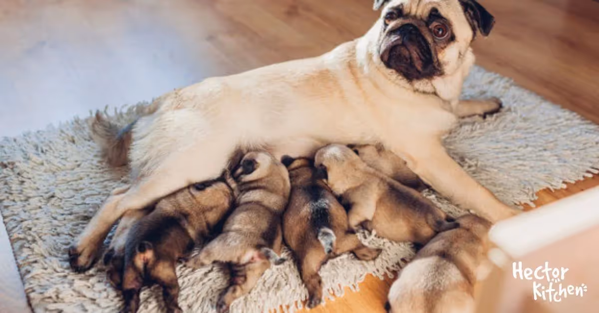 Quels sont les besoins nutritionnels d'une chienne enceinte ?