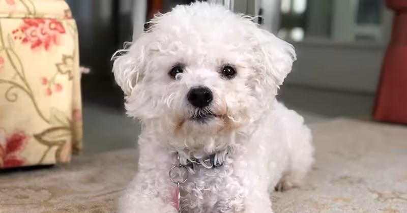 Bichon frisé hypoallergène