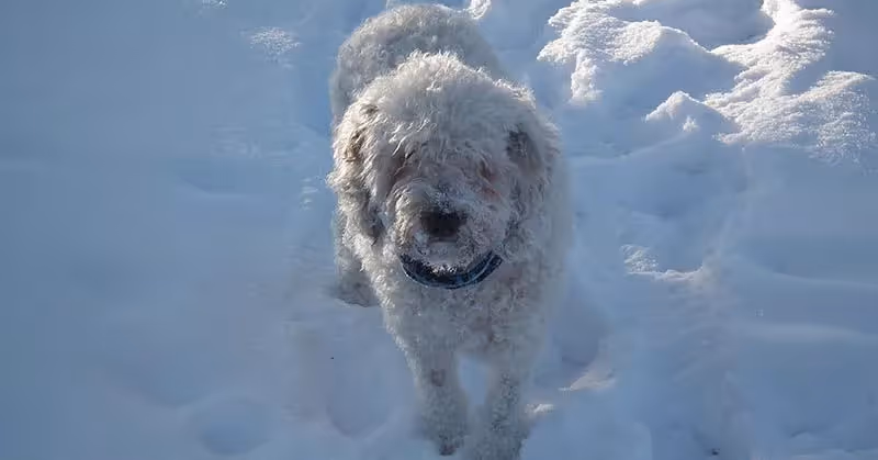 Chien d'eau espagnol hypoallergène