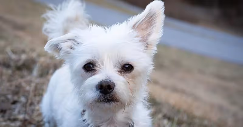 Bichon maltais hypoallergène