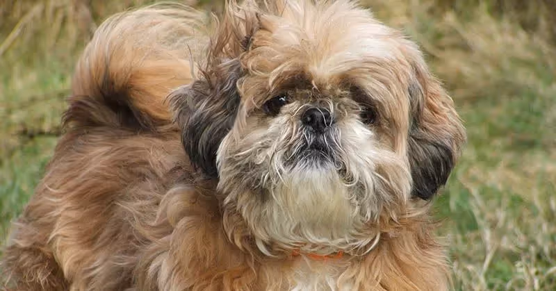 Shih Tzu hypoallergène