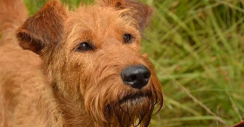 Terrier irlandais hypoallergène