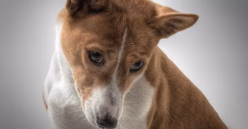 Basenji hypoallergène