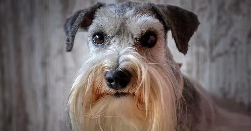 Schnauzer hypoallergène