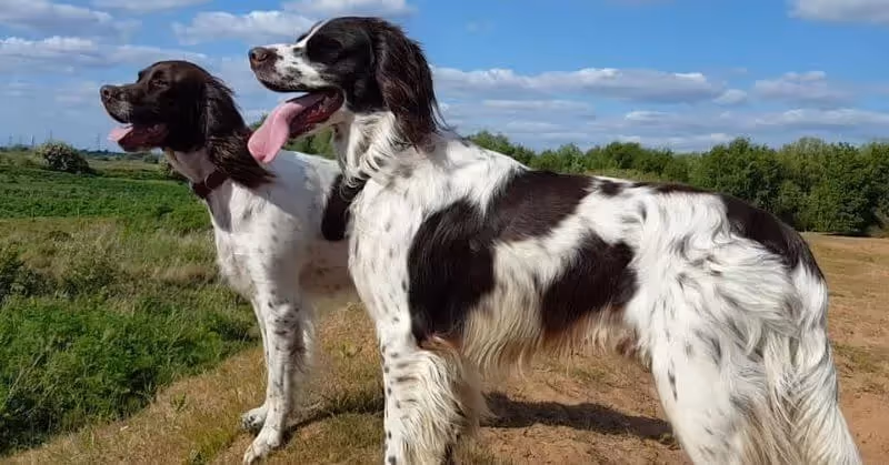 Chien d'origine française l'Épagneul français
