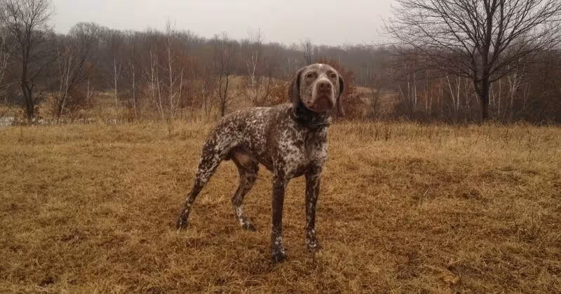 Chien d'origine française le Braque du Bourbonnais
