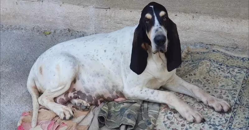 Chien d'origine française le Grand Gascon saintongeois