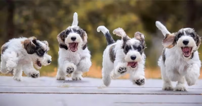 Chien d'origine française le petit basset griffon vendéen