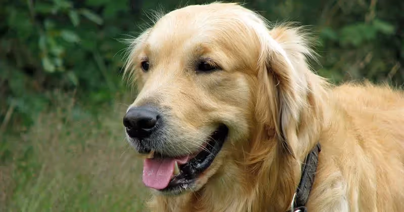 Golden Retriever intelligent