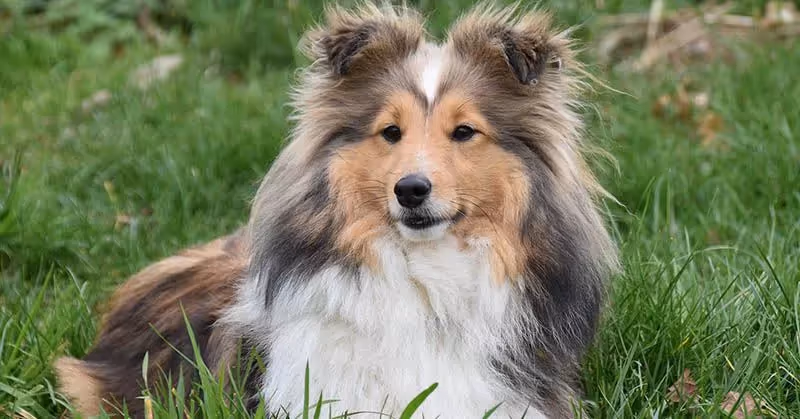 Berger des Shetland intelligent