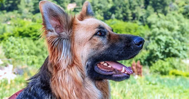 Berger allemand intelligent