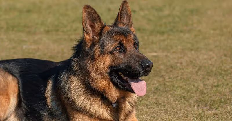 Beau Berger allemand