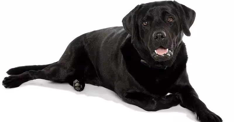 Beau Labrador