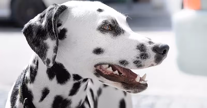 Beau Dalmatien