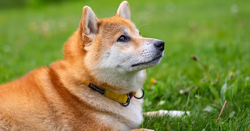 Beau Shiba Inu