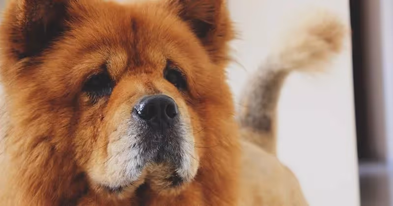 Beau Chow Chow