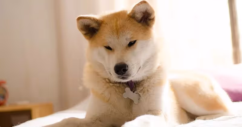 Akita Inu