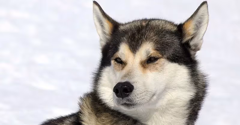 Beau Husky dans la neige