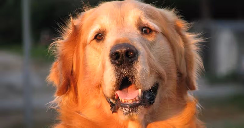 Beau Golden Retriever