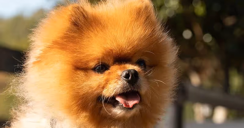 Loulou de Poméranie