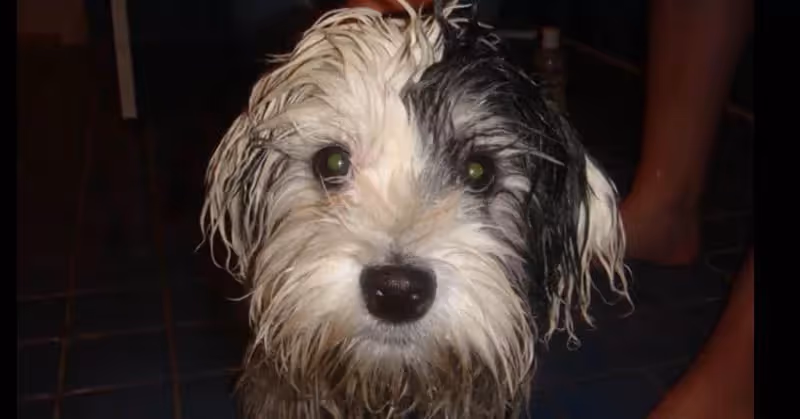 Petit Chien Lion