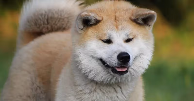 Akita Inu