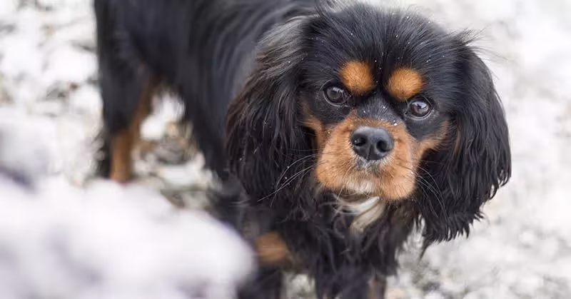 Cavalier King Charles