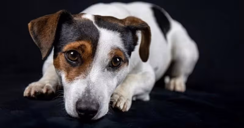 Chien Jack Russell Terrier