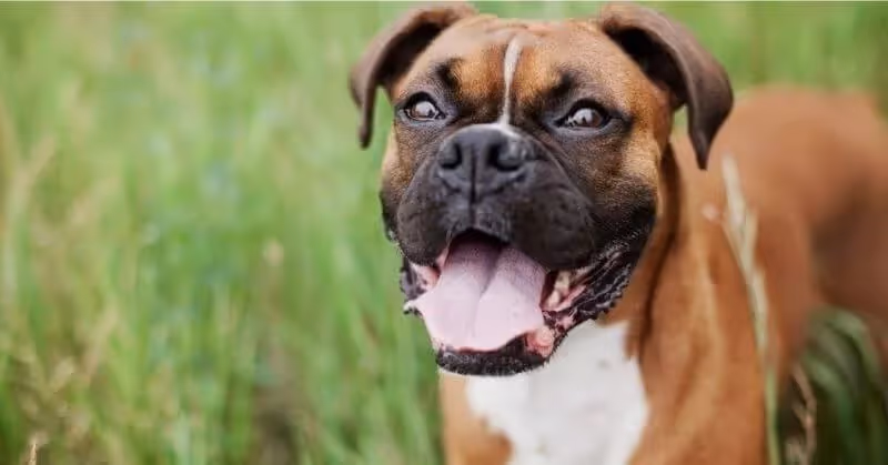 Le Boxer