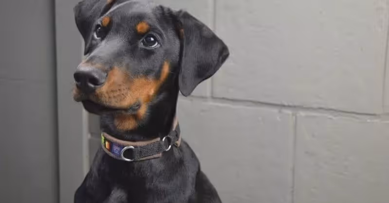Chien gentil Dobermann
