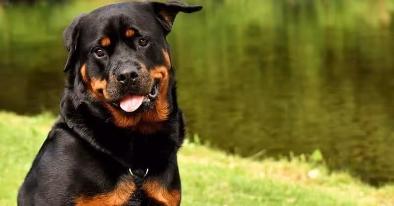 Le Rottweiler