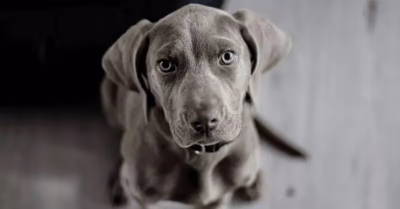 Chien calme Braque de Weimar
