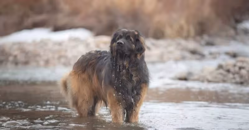 Le Leonberg