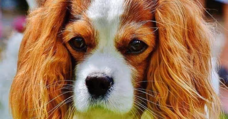 08 Cavalier King Charles