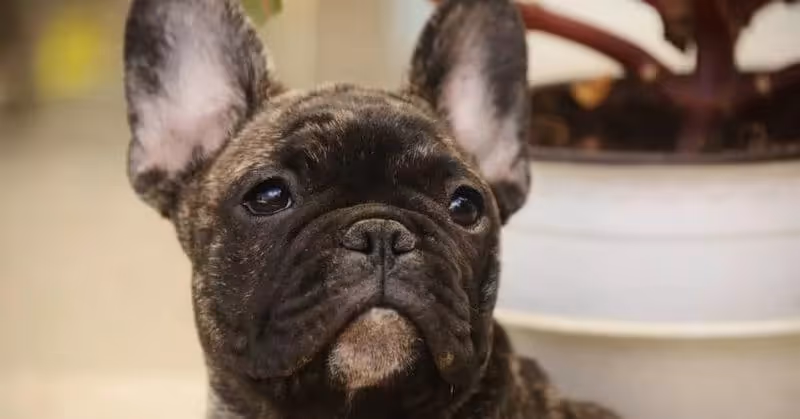 09 Bouledogue Français